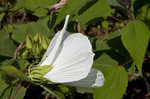 Swamp rosemallow